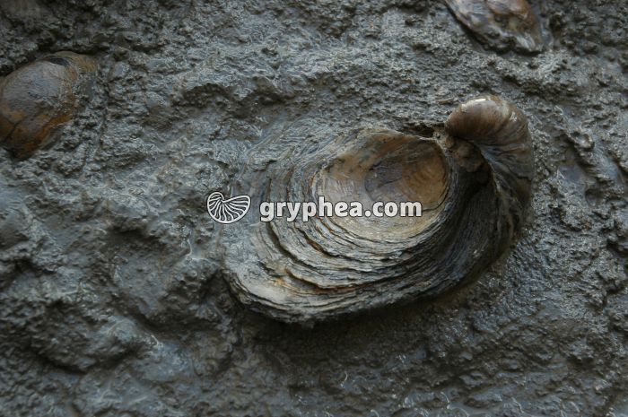 Huitre fossile - Falaise des Vaches noires (Gryphaea dilatata, Callovien, Calvados, France) - gryphea.com